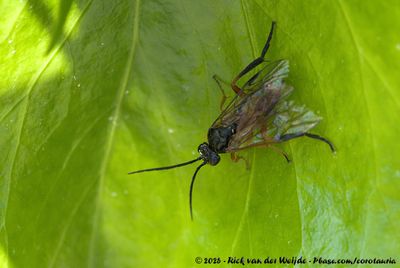(Sawfly)Nematus spec.