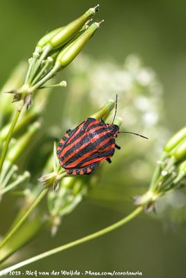 Striped Shield Bug (Pyjamaschildwants)
