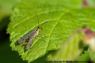 German Scorpion Fly  (Duitse Schorpioenvlieg)