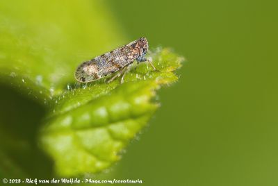 Spotted Lacehopper (Tachycixius pilosus)