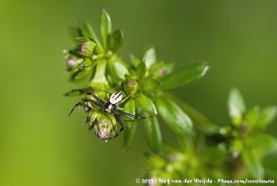Goldenrod Crab SpiderMisumena vatia