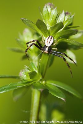 Goldenrod Crab SpiderMisumena vatia