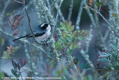 Long-Tailed Tit (Staartmees)