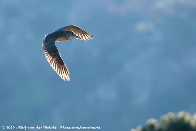 Black-Crowned Night Heron (Kwak)