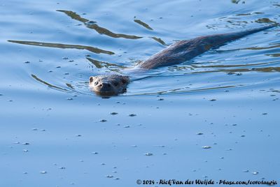 Eurasian OtterLutra lutra