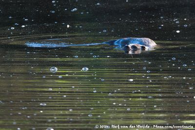 Eurasian OtterLutra lutra