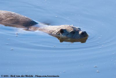 Eurasian OtterLutra lutra