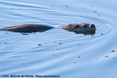 Eurasian OtterLutra lutra