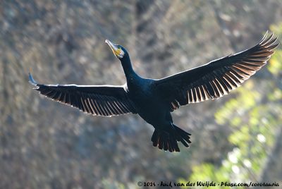 Great Cormorant (Aalscholver)