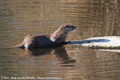 The Mammals of Spain