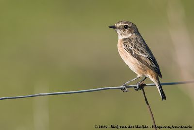 European Stonechat (Roodborsttapuit)
