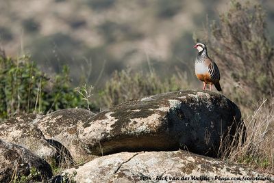 Red-Legged Partridge  (Rode Patrijs)