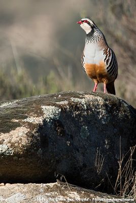 Red-Legged PartridgeAlectoris rufa intercedens