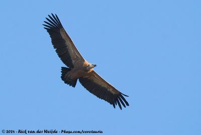 Griffon VultureGyps fulvus fulvus