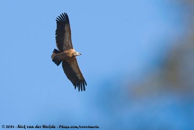 Griffon Vulture (Vale Gier)