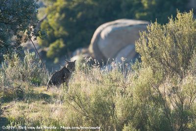 Iberian Lynx (Pardellynx)