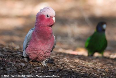 The Birds of Australia