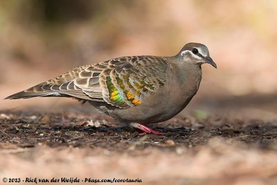 Common Bronzewing (Bronsvleugelduif)