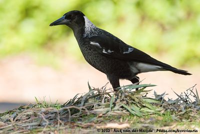 Australian MagpieGymnorhina tibicen dorsalis