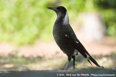 Australian MagpieGymnorhina tibicen dorsalis