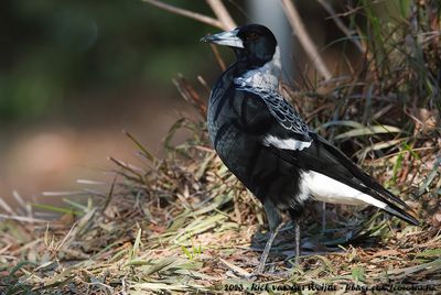 Australian Magpie (Zwartrugfluitvogel)