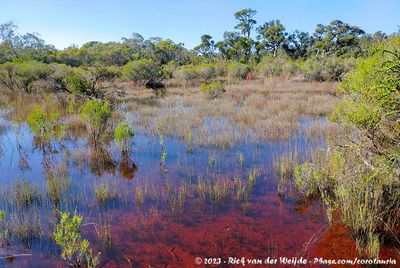 Colourful waters along the Thomson Rd