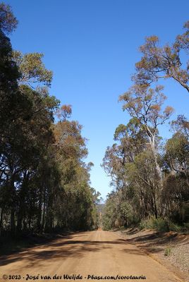 Thomson Rd
