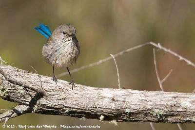 WA - Tone-Perup to Walpole-Nornalup Nature Reserves