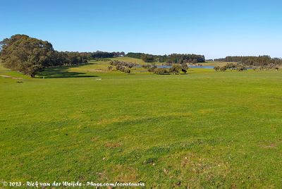 Green meadows