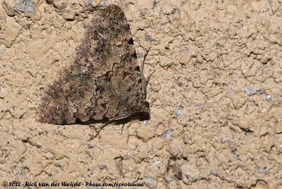 Monkeypod Moth (Polydesma umbricola)