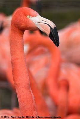 American FlamingoPhoenicopterus ruber ssp.