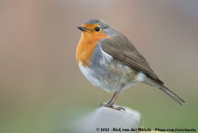 European RobinErithacus rubecula rubecula