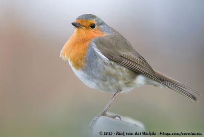 European RobinErithacus rubecula rubecula