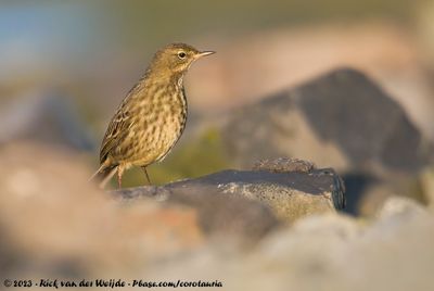 European Rock PipitAnthus petrosus littoralis