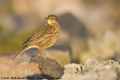 European Rock PipitAnthus petrosus littoralis