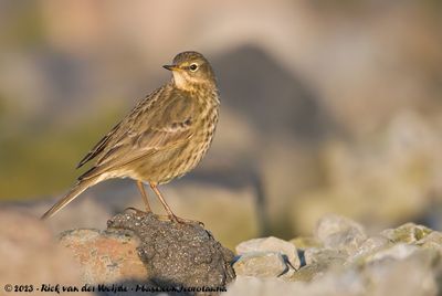 European Rock PipitAnthus petrosus littoralis
