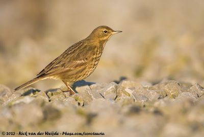European Rock PipitAnthus petrosus littoralis
