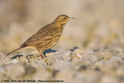 European Rock PipitAnthus petrosus littoralis
