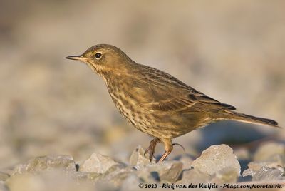 European Rock PipitAnthus petrosus littoralis