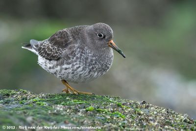 Texel (December 2022-January 2023)