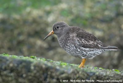 Purple SandpiperCalidris maritima