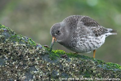Purple Sandpiper  (Paarse Strandloper)