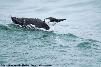 Common GuillemotUria aalge ssp.