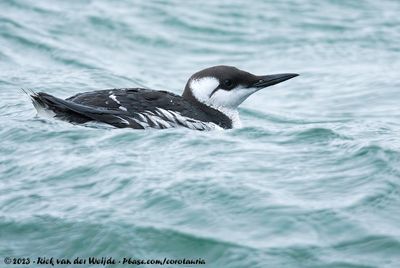 Common Guillemot  (Zeekoet)