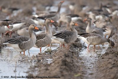 Greylag Goose (Grauwe Gans)