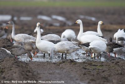 Tundra Swan (Kleine Zwaan)
