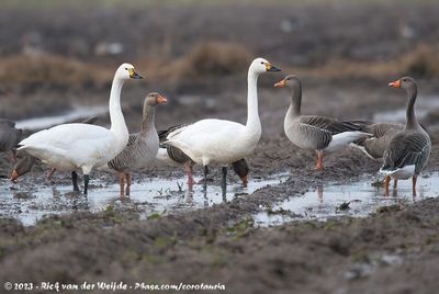 Tundra Swan  (Kleine Zwaan)