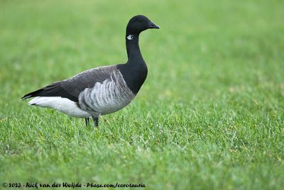 Texel (December 2022-January 2023)