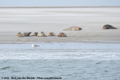 Grey SealHalichoerus grypus grypus
