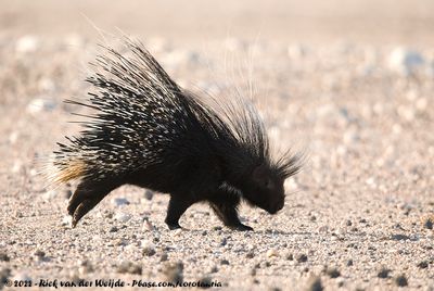 Cape PorcupineHystrix africaeaustralis